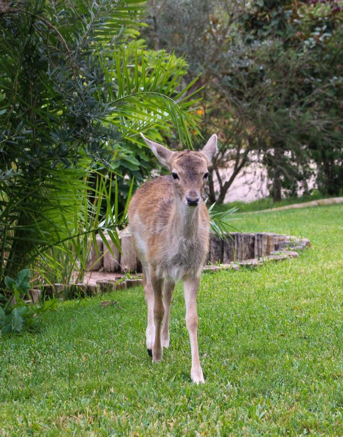 Quinta Do Bamby Villa Leiria Buitenkant foto